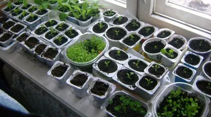 Însămânțarea și cultivarea răsadurilor de flori - instrucțiuni pas cu pas (culoare) Însămânțarea și răsaduri de flori - ghid pas cu pas