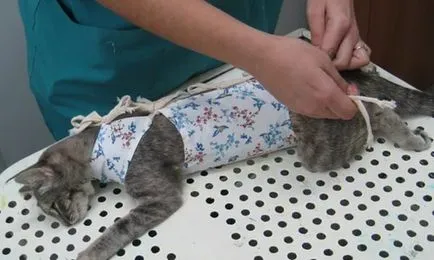 Pătură pentru pisica dupa sterilizare este folosit corect (pisici după sterilizare) Pătură pentru pisica dupa sterilizare este folosit corect