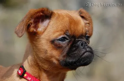 Rasa caracter Petit Brabancon, în cazul în care să cumpere, prețul de pui, fotografii (de cumpărare) Rasa caracter Petit Brabancon, în cazul în care să cumpere, prețul de pui, poze