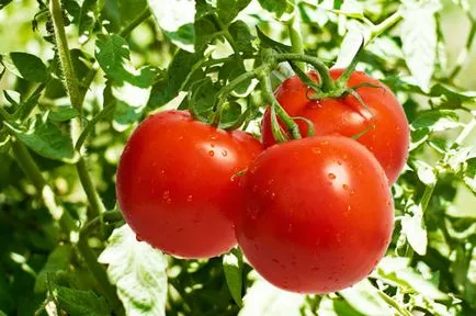 Tomatele sunt beneficiile si dauneaza de fructe roșii suculente (fructe) Tomatele sunt beneficiile si dauneaza de fructe roșii suculente