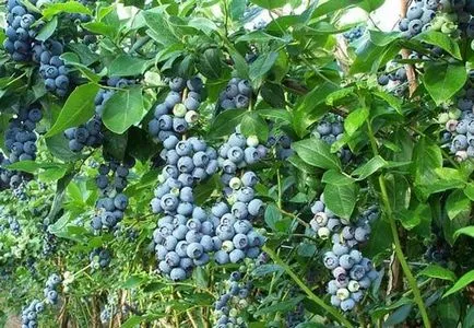 Plantarea și îngrijirea de afine gradina (de plantare) Plantarea și îngrijirea de afine grădină