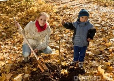 Plantează un copac, ce copaci pentru a planta la site-ul, cum să planteze corect un copac in toamna (lemn) Plantează un copac, ce copaci pentru a planta la site-ul, cum să planteze un copac în dreapta toamna