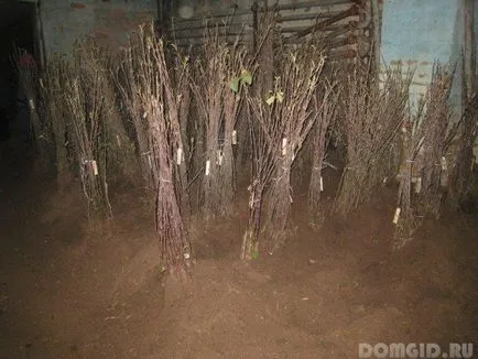 Plantează un copac, ce copaci pentru a planta la site-ul, cum să planteze corect un copac in toamna (lemn) Plantează un copac, ce copaci pentru a planta la site-ul, cum să planteze un copac în dreapta toamna