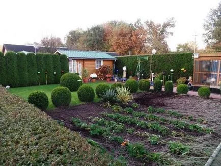 Plantarea și îngrijirea cimișir, înmulțire prin butași (plantare) Plantarea și îngrijirea de cimișir, propagarea prin butași