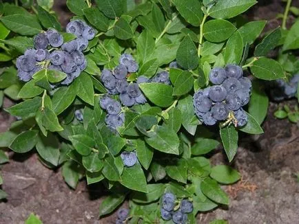 Plantarea și îngrijirea de afine gradina (de îngrijire) Plantarea și îngrijirea de afine grădină