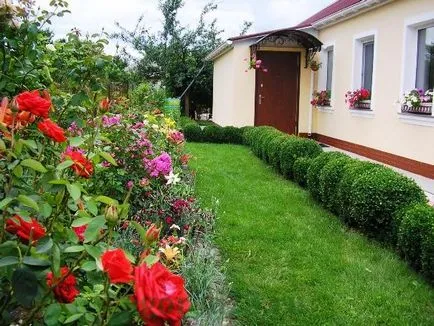 Plantarea și îngrijirea de cimișir, propagarea prin butași (de îngrijire) Plantarea și îngrijirea de cimișir, propagarea prin butași