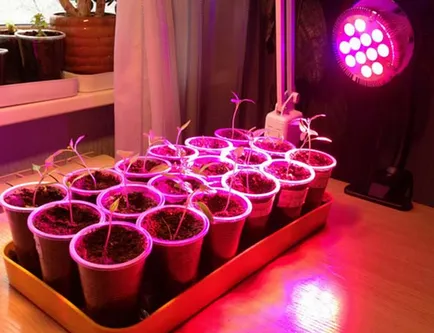 Însămânțarea și cultivarea răsadurilor de flori - instrucțiuni pas cu pas (puieți) Însămânțarea și răsaduri de flori - ghid pas cu pas