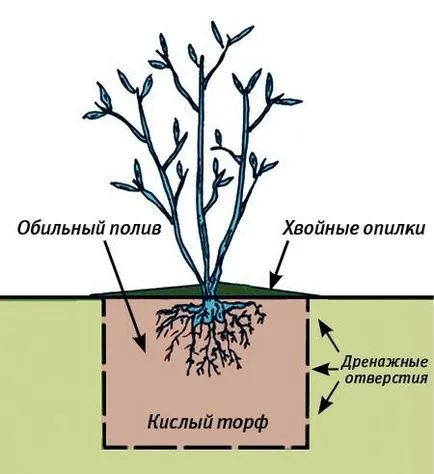 Plantarea și îngrijirea de afine gradina (afine) Plantarea și îngrijirea de afine grădină