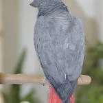 Comportamentul obiceiurilor budgerigars de sex masculin, femelele în timpul năpârlire