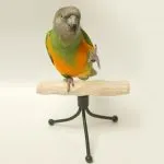 Comportamentul obiceiurilor budgerigars de sex masculin, femelele în timpul năpârlire