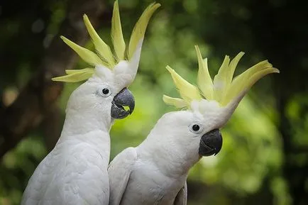 Comportamentul obiceiurilor budgerigars de sex masculin, femelele în timpul năpârlire