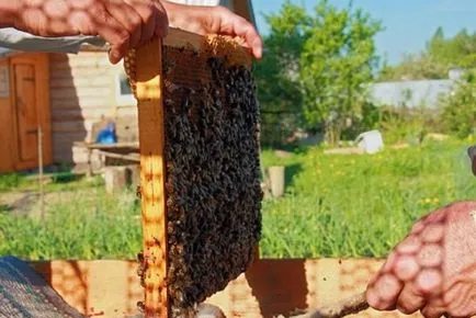 butași de formare corespunzătoare pentru a crește stupina de albine