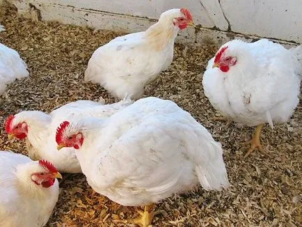 Chiktonik de droguri - instrucțiuni de utilizare pentru pui broiler