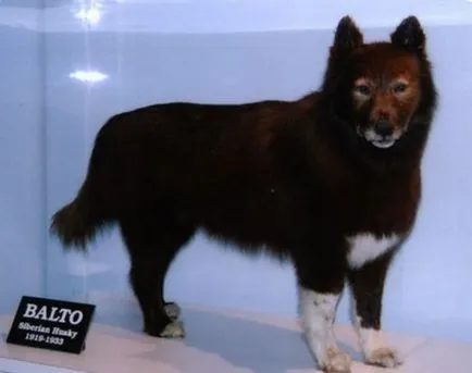 Adevărata poveste a câine Balto (6 poze) - iubitorii de site-ul de animale