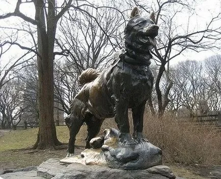 Adevărata poveste a câine Balto (6 poze) - iubitorii de site-ul de animale