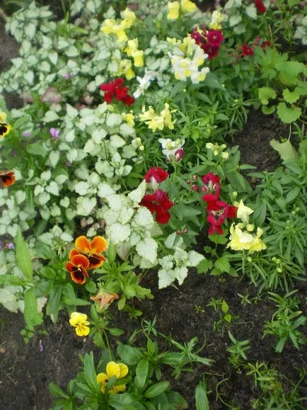 Recomandă, vă rugăm să undemanding plante pentru a planta într-un cimitir la începutul lunii iunie - răspunsuri (la început) Recomandă, vă rugăm să undemanding plante pentru a planta într-un cimitir la începutul lunii iunie - răspunsurile