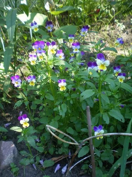 Recomandă, vă rugăm să undemanding plante pentru a planta într-un cimitir la începutul lunii iunie - răspunsuri (la început) Recomandă, vă rugăm să undemanding plante pentru a planta într-un cimitir la începutul lunii iunie - răspunsurile