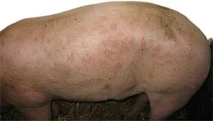Simptomele de erizipel la porci este periculos decât boala, simptomele și tratamentul cu ser