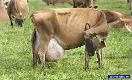 Imagini haioase despre vaci (35 poze) - poze haioase si umor