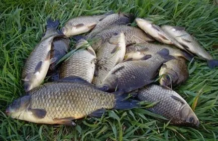 Momeală la crap în primăvară, cu mâinile lor de la ceea ce și cum să gătească (crap) Momeală la crap în primăvară, cu mâinile lor de la ceea ce și cum să gătească