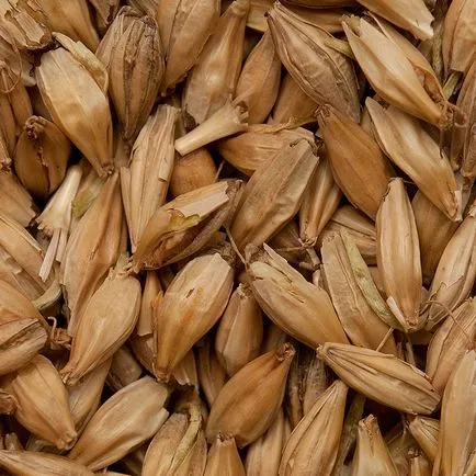 Prepararea malt, homebrewer