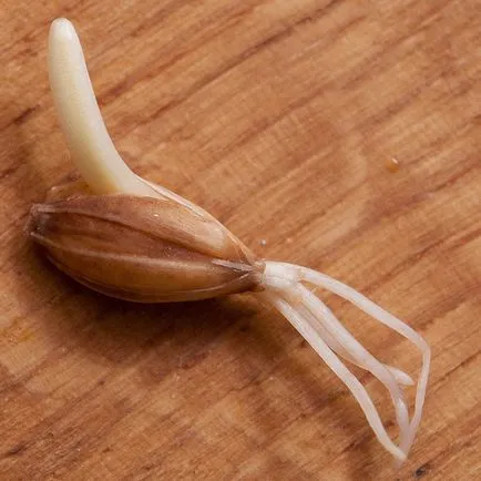 Prepararea malt, homebrewer
