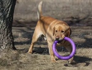 Trăgător (tragator) - echipament sportiv și jucării într-un singur! magazin de animale online Dl wow