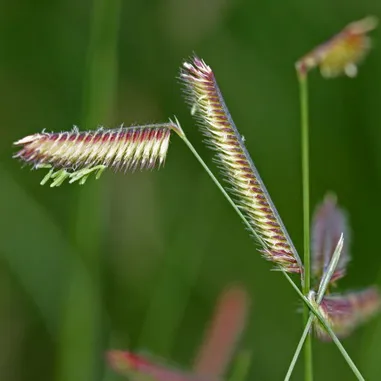 Plante cu flori în toamnă, urozhaynik vesel