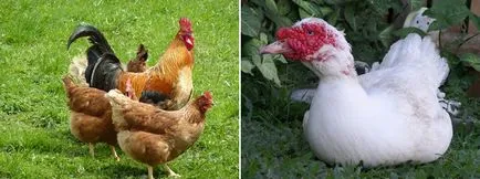 avicultură, preparate de uz veterinar pentru pui și casa indoutoksvoy în localitate