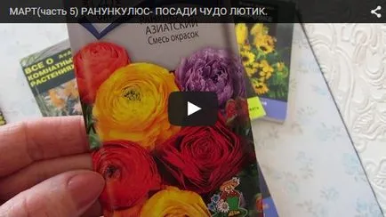 Ranunkulyus - plantare și îngrijire, flori în creștere (de îngrijire) Ranunkulyus - plantare și îngrijire, cultivarea de flori
