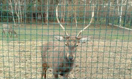 cerbi Sika în ferme de natură și de ren (ferme) cerbi Sika în ferme de natură și de ren