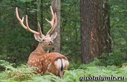 Spotted Deer 2