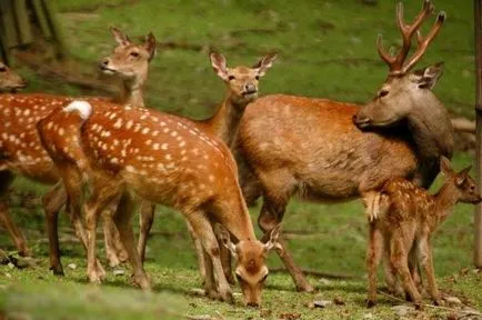 cerbi Sika în natură și reni agricole (cerb) cerbi Sika în ferme de natură și de ren