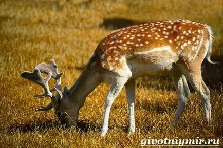 Spotted Deer 2