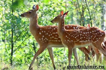 Spotted Deer 2