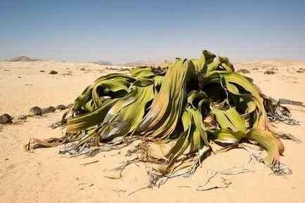 plante relicte