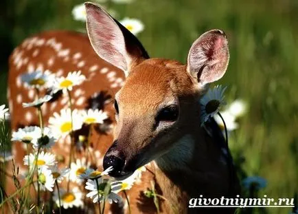 Spotted Deer 2