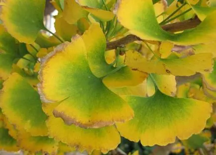 specii de plante relicte, numele