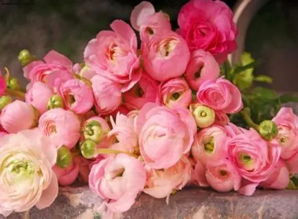 Ranunkulyus - plantare și îngrijire, cultivarea de flori (de plantare) Ranunkulyus - plantare și îngrijire, cultivarea de flori