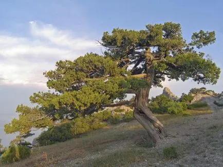 specii de plante relicte, numele