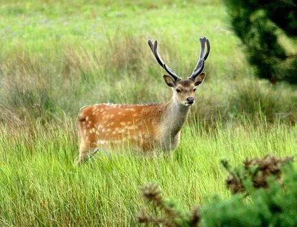 cerbi Sika în natură și reni agricole (cerb) cerbi Sika în ferme de natură și de ren