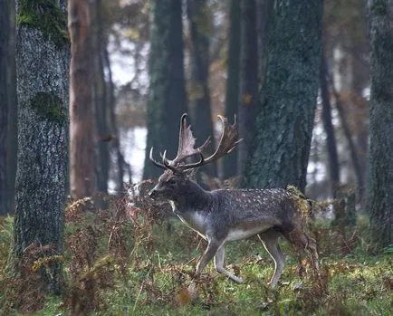 cerbi Sika în ferme de natură și de ren (cerbi pătați trăiesc) cerbi Sika în ferme de natură și de ren