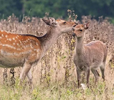 cerbi Sika în ferme de natură și de ren (ren) cerbi Sika în ferme de natură și de ren