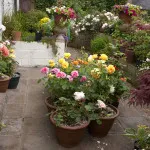 Trandafiri din țară (38 poze) deosebit de rezistente, plante perene, cum să realizați fotografii și videoclipuri