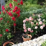 Trandafiri din țară (38 poze) deosebit de rezistente, plante perene, cum să realizați fotografii și videoclipuri