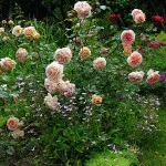 Trandafiri din țară (38 poze) deosebit de rezistente, plante perene, cum să realizați fotografii și videoclipuri