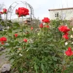 Trandafiri din țară (38 poze) deosebit de rezistente, plante perene, cum să realizați fotografii și videoclipuri