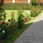 Trandafiri din țară (38 poze) deosebit de rezistente, plante perene, cum să realizați fotografii și videoclipuri
