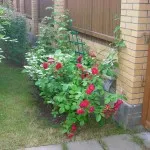 Trandafiri din țară (38 poze) deosebit de rezistente, plante perene, cum să realizați fotografii și videoclipuri