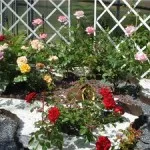 Trandafiri din țară (38 poze) deosebit de rezistente, plante perene, cum să realizați fotografii și videoclipuri